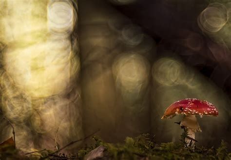 Tierra Seta Bokeh Oto O Naturaleza Fondo De Pantalla Hd