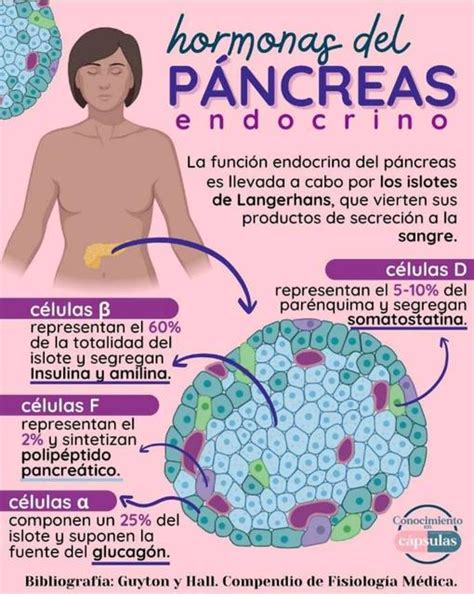 Hormonas del Páncreas Endocrino YUDOC ORG uDocz