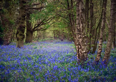 Bluebells Woods Poster Picture Metal Print Paint By Svetlana