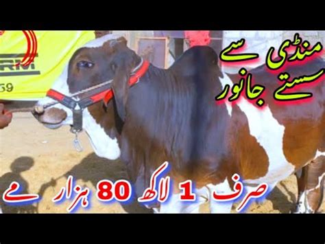 Mandi Se Bhe Sasta Qurbani Ka Janwer Lakh Hazar Se Lakh Tak