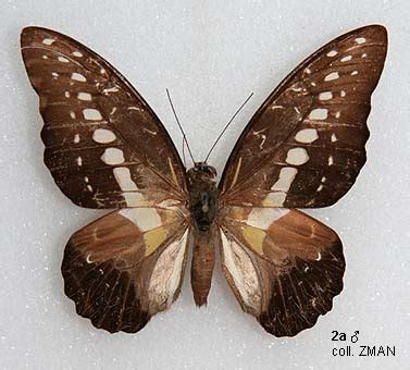 Papua Insects Foundation Lepidoptera Papilionidae Graphium Wallacei