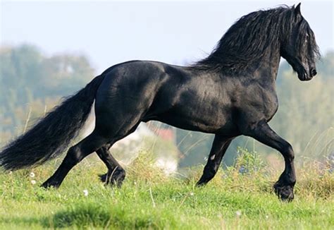 Friesian Friesian Horse Horses Horse Silhouette