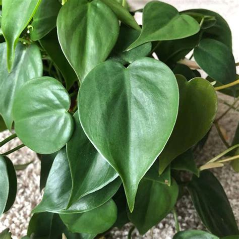 Heart Leaf Philodendron Santhi Online Plants Nursery