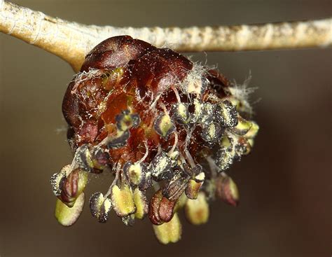 Vascular Plants of the Gila Wilderness-- Ulmus pumila