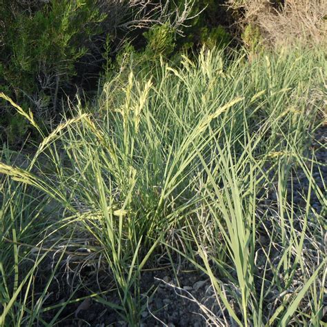 Grasses Archives Great Basin Seeds