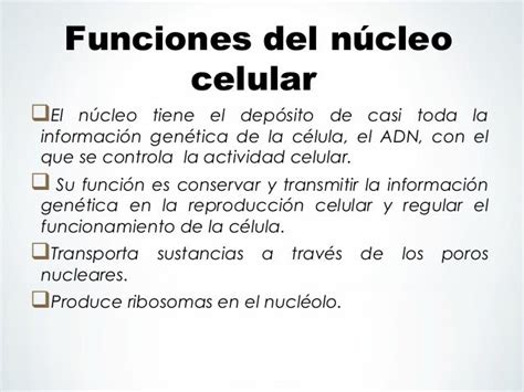 Cual Es La Funcion Del Nucleo Celular Compartir Celular