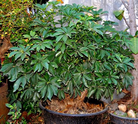 Шеффлера жанин - 73 фото