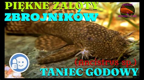 Zaloty Zbrojnik W Ancistrus Sp Taniec Godowy Andrzej