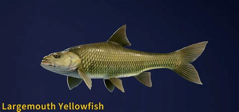 Largemouth Yellowfish Fish Species Cotw The Angler Wiki