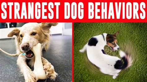 21 Weird Dog Behaviors Explained Youtube