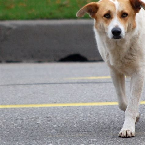 Monreale Bimbo Di Anni Aggredito E Morso Da Un Cane Randagio Mentre