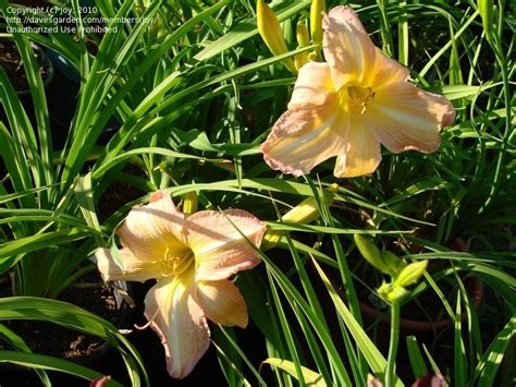 Plantfiles Pictures Daylily George Caleb Bingham Hemerocallis By Joy