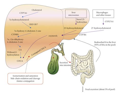 Schematic Diagram Of Bile Acid Synthesis Pathway And Gut Liver