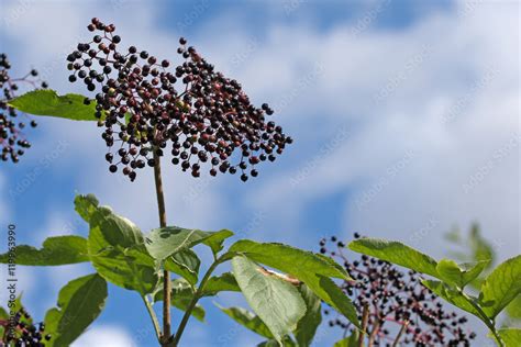 Holunderbeeren Schwarzer Holunder Sambucus Nigra Stock Foto Adobe Stock