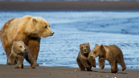 Strengthening Alaska’s Conservation Movement | Alaska Conservation ...