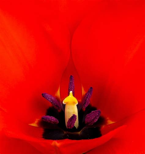 Free Images Blossom Plant Flower Petal Bloom Tulip Pollen