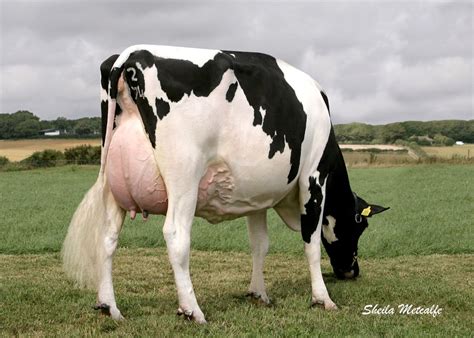 Holstein - ALPHA GENETICS