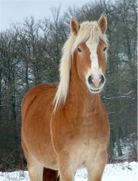 Pingl Par Alisha Sur Haflinger Love Jolis Chevaux Cheval Haflinger