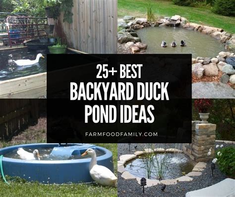 Backyard Duck Pond Ideas Diy Ponds Backyard Backyard Water Fountains