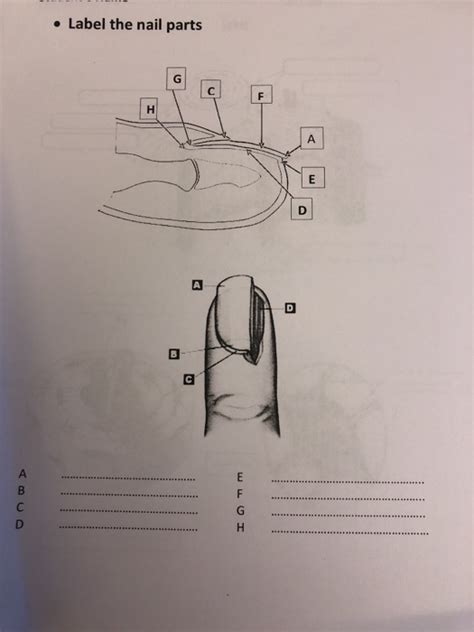 Label And Identify Nail Diagram And Its Structure The Struct