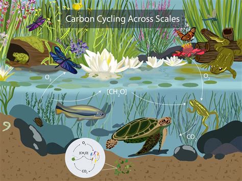 earths great recyclers carbon cycling  microbial communities