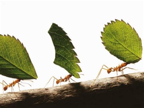 Cómo Son Las Hormigas Esclavistas Que Capturan A Otras Hormigas Para Que Sean Sus Obreras