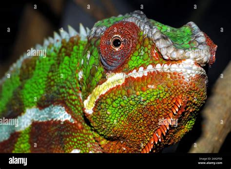 Panther chameleon Pantherchamäleon Furcifer pardalis párduckaméleon