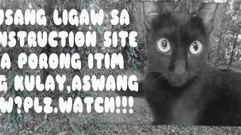 Pusang Ligaw Na Purong Itim Ang Kulay Napagkamalang Aswang Daw Youtube