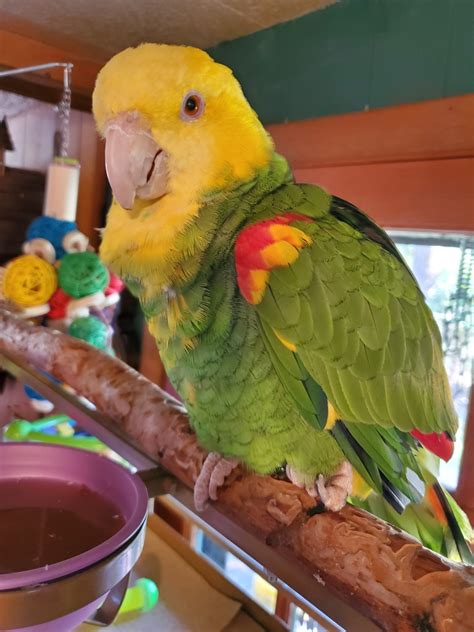 Amazon Parrot Hand Fed Double Yellow Head Fly Babies Aviary