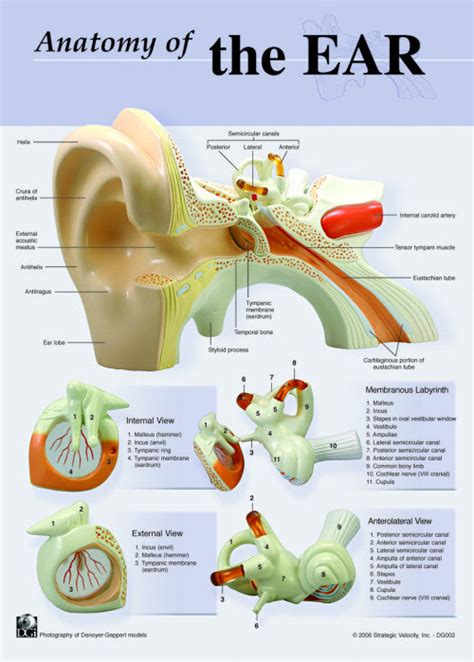 7133 08 Photographed Anatomy Of The Ear Chart Denoyer Geppert Science Company