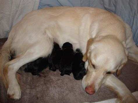 Sex svarta små grymtisar Burgerinn