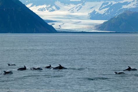 Pacific White-sided Dolphin | Photos by Ron Niebrugge