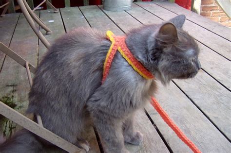 Crochet A Cat Harness Leash Crochet Patterns