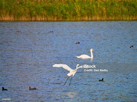 Burung Kuntul Putih Egretta Garzetta Terbang Di Atas Danau Foto Stok ...