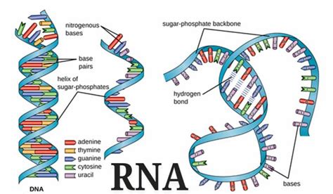 Perbedaan Dna Dan Rna Lengkap Dengan Fungsi Tabel The Best Porn Website