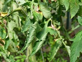 Tomato Leaves Curling: Common Causes and What to Do | Garden Design