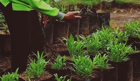 Cara Merawat Tanaman Di Dalam Rumah Agar Tumbuh Subur Portal Bangkalan