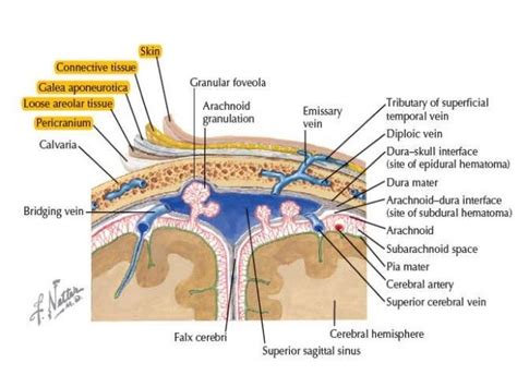 Scalp anatomy