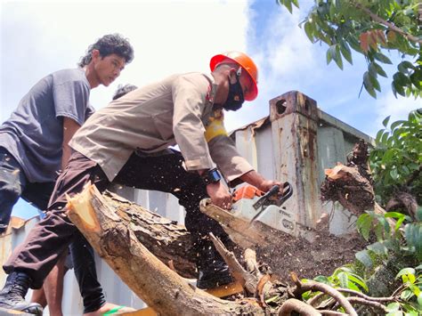 Sar Brimob Bone Evakuasi Truk Kontainer Tertimpa Pohon Tumbang