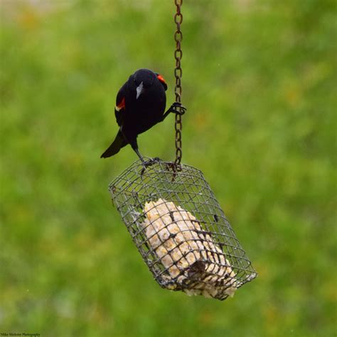 Cant A Bird Eat In Peace Bird Bird Lovers Jaunt