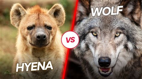 Hyena Vs Wolf The Ultimate Showdown Who Wins Youtube