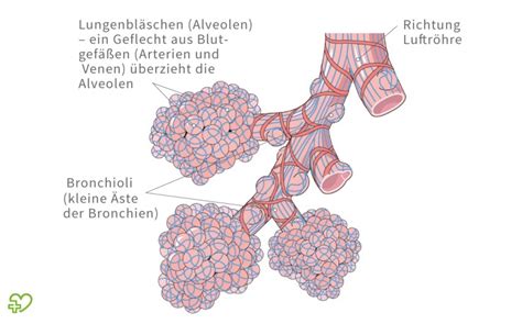 Lungenentzündung Pneumonie Ansteckung Symptome Behandlung Onmeda de