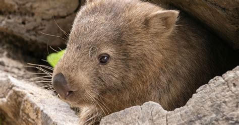 Pourquoi Les Crottes Des Wombats Sont Elles En Forme De Cube A M