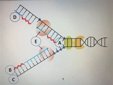 Unlabeled Dna Replication Diagram