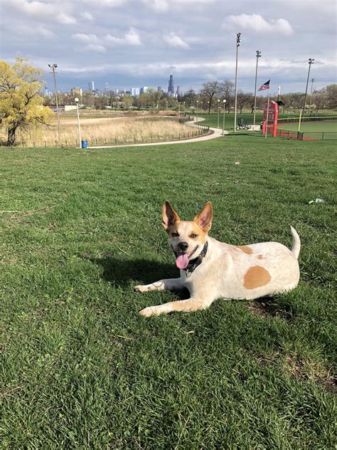 My Red Heeler Chihuahua Mix Rredheeler