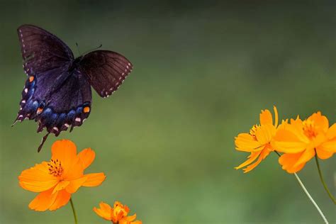 Butterflies Evolved Million Years Ago In North America New Scientist