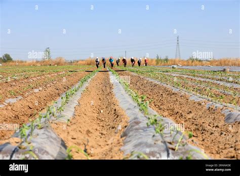 Farmers Grow Sweet Potato Seedlings On The Farm Stock Photo Alamy