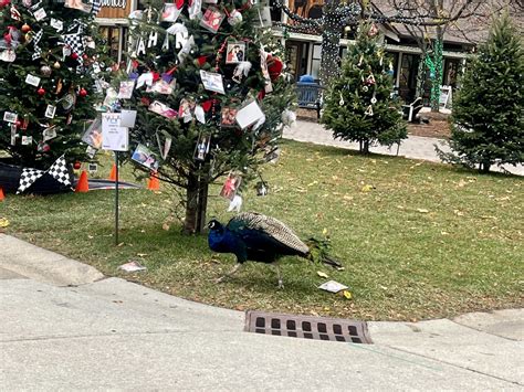 Peafowl Zoochat