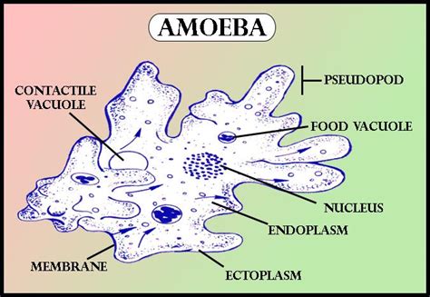 Amoeba Movement