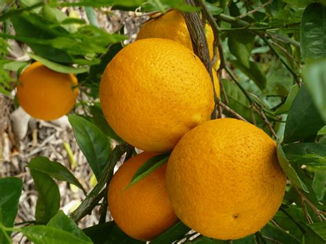 What Are Valencia Oranges?